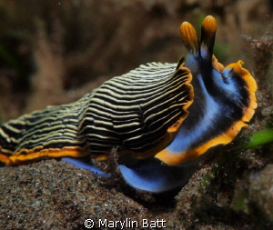 Arminid sp. nudibranch by Marylin Batt 